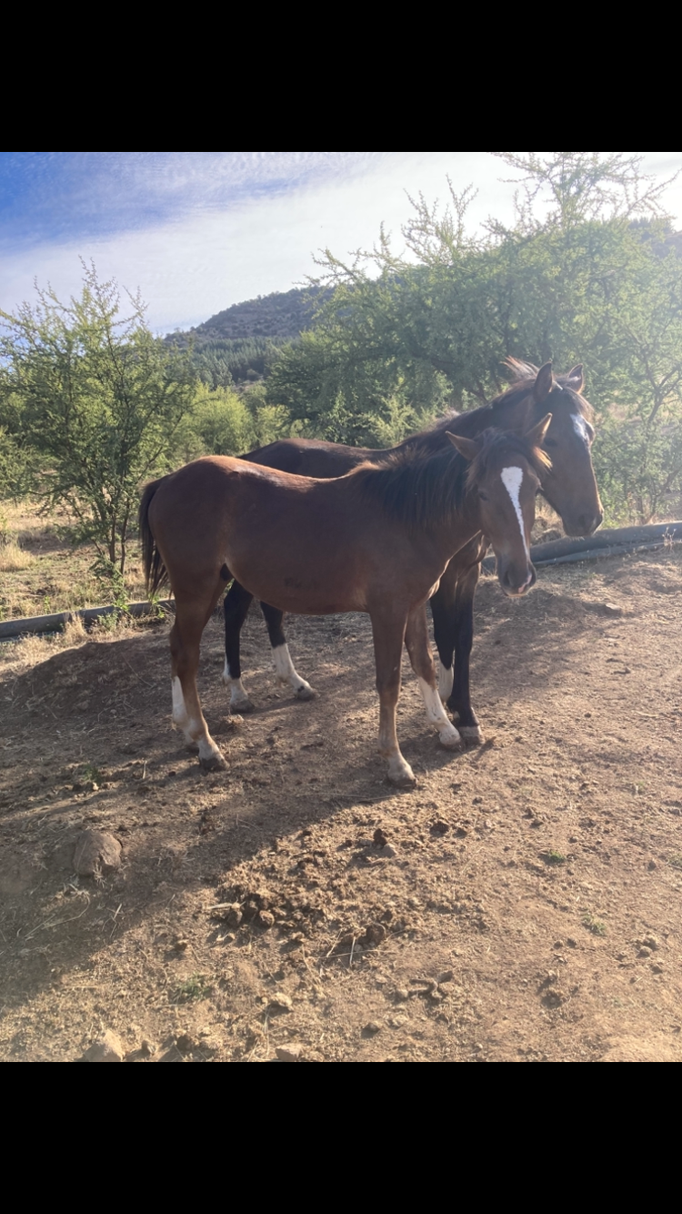 Se vende collera de potrillos y un caballo.