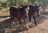 Se vende collera de potrillos y un caballo.