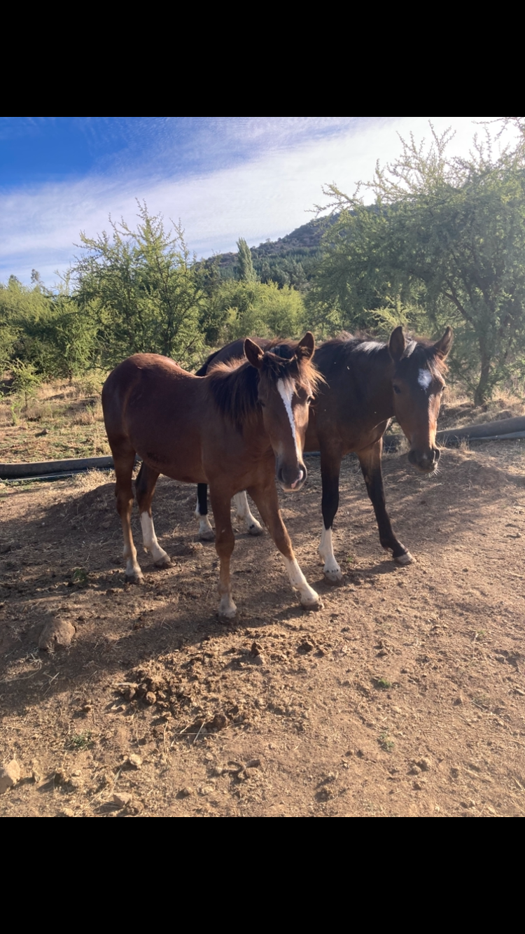 Se vende collera de potrillos y un caballo.