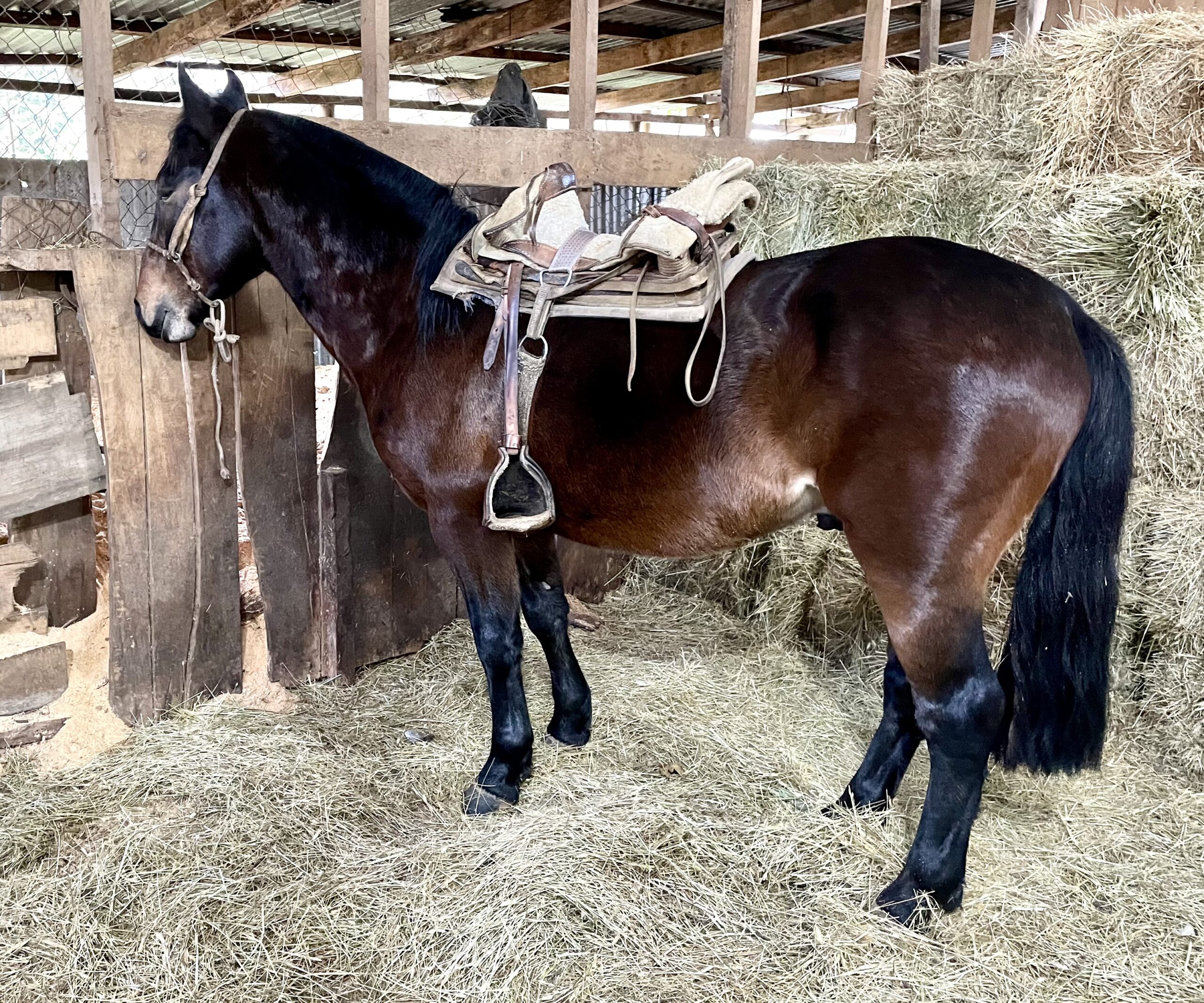 Potros nuevos 4 años