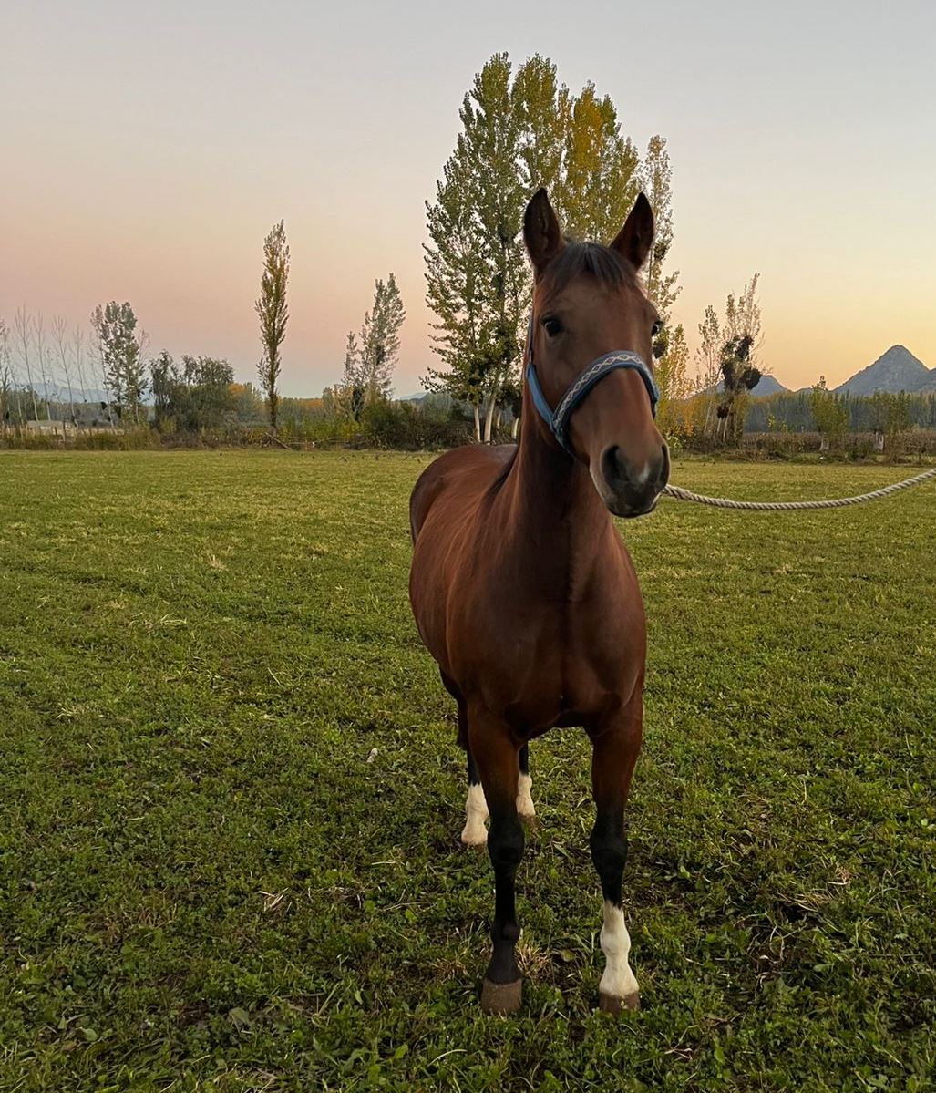 Vendo Yegua Corriendo