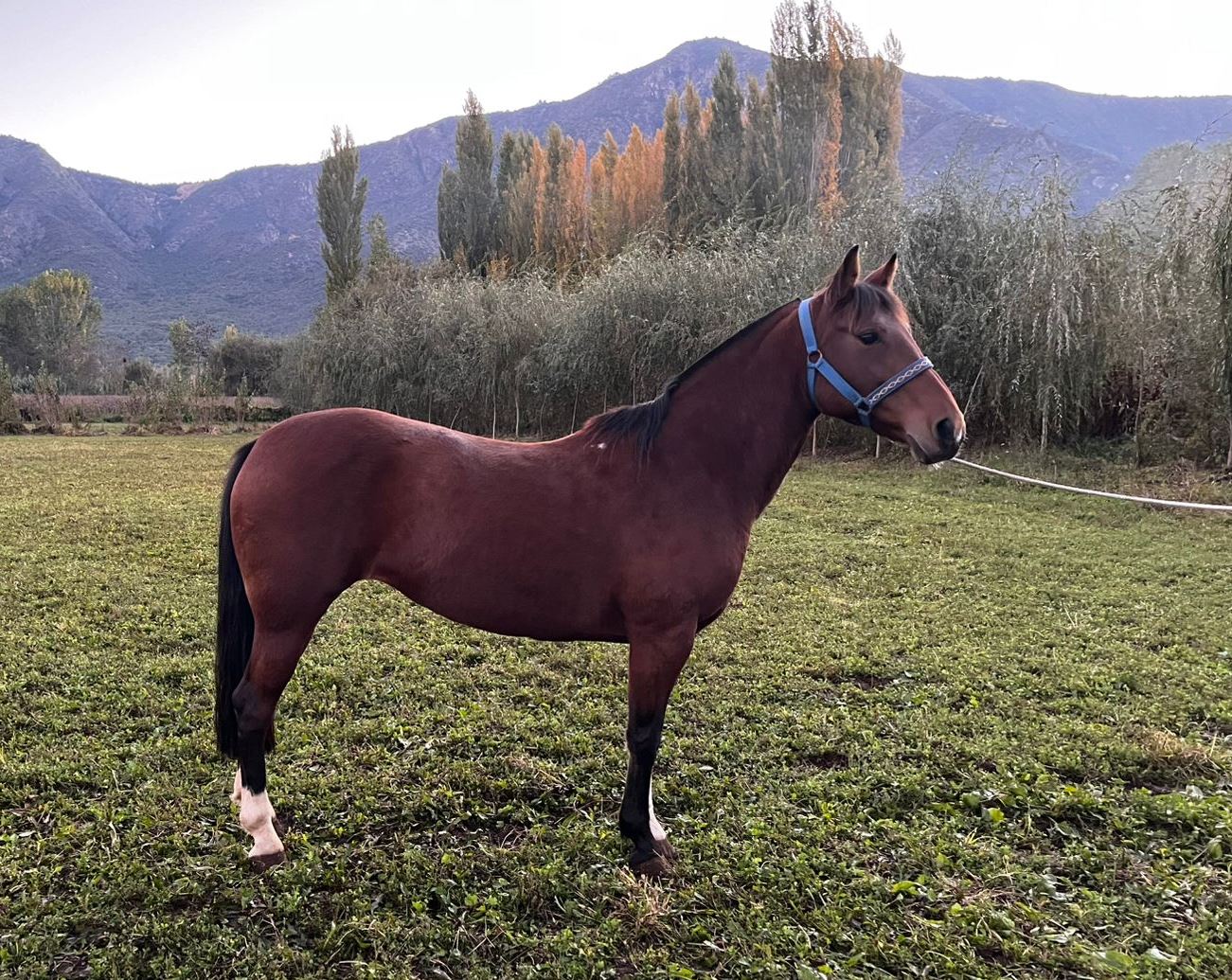 Vendo Yegua Corriendo