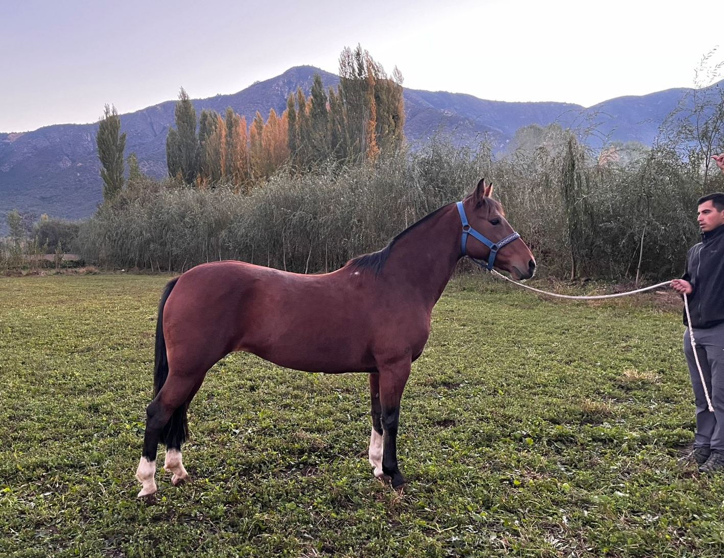 Vendo Yegua Corriendo
