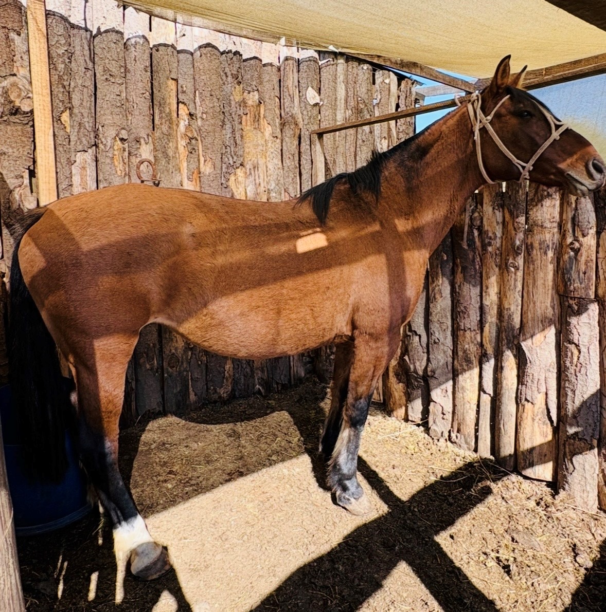 Vendo Bonita Yegua Mansa