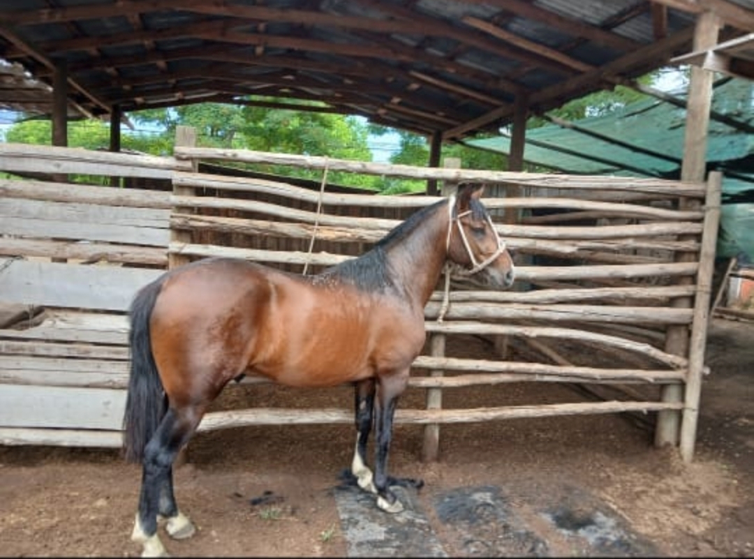 Se vende Potrillo de 2,8 años