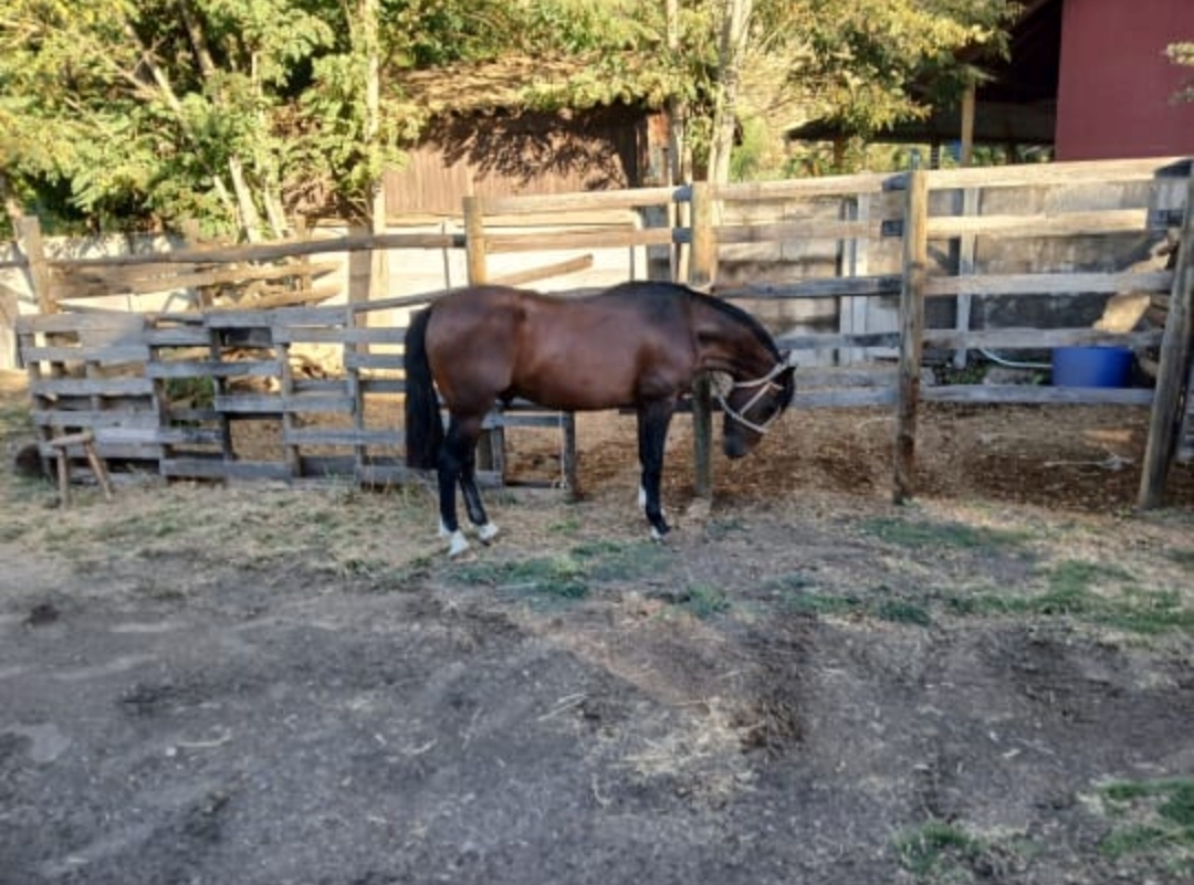 Se vende Potrillo de 2,8 años