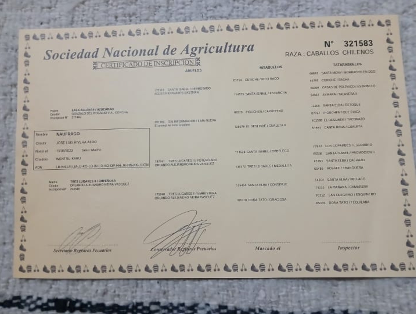 Se vende Potrillo de 2,8 años