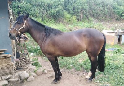 inbound2160526280122143375