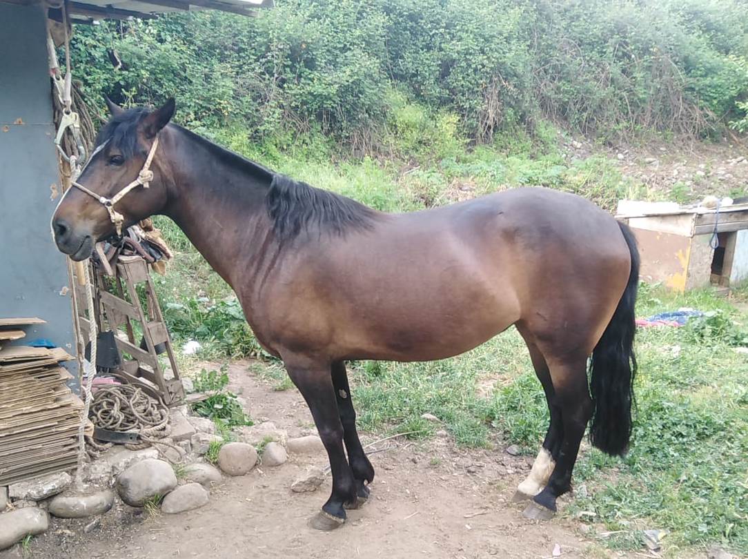 Vendo Yegua Preñada