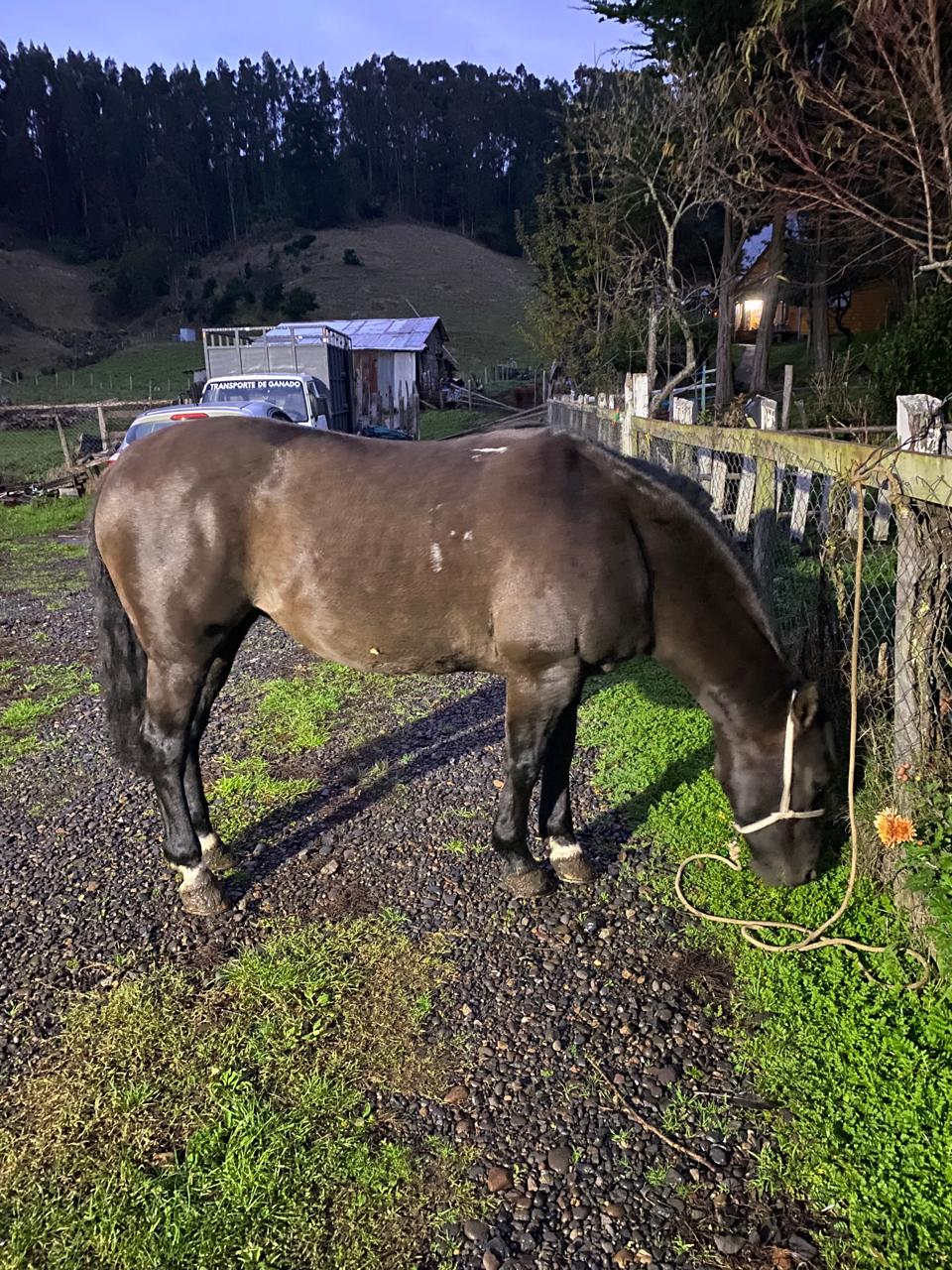 Vendo hermosa yegua 7A cuarto de milla/chileno.