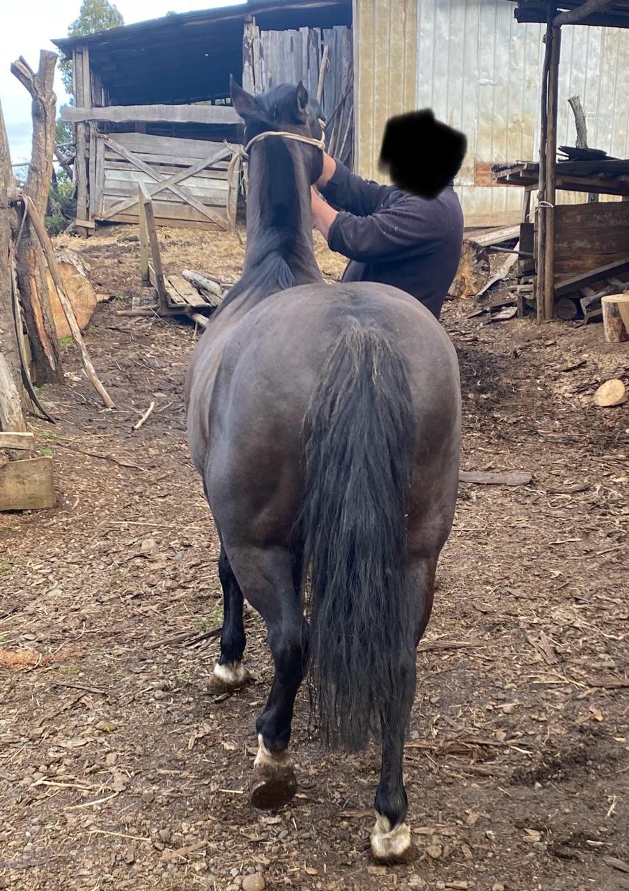Vendo hermosa yegua 7A cuarto de milla/chileno.