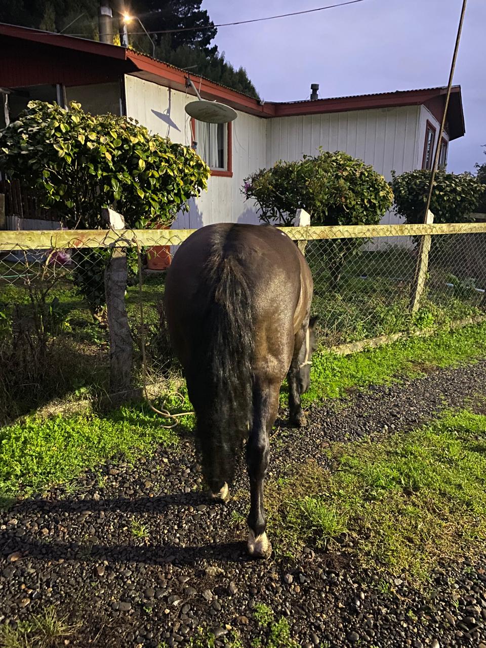Vendo hermosa yegua 7A cuarto de milla/chileno.