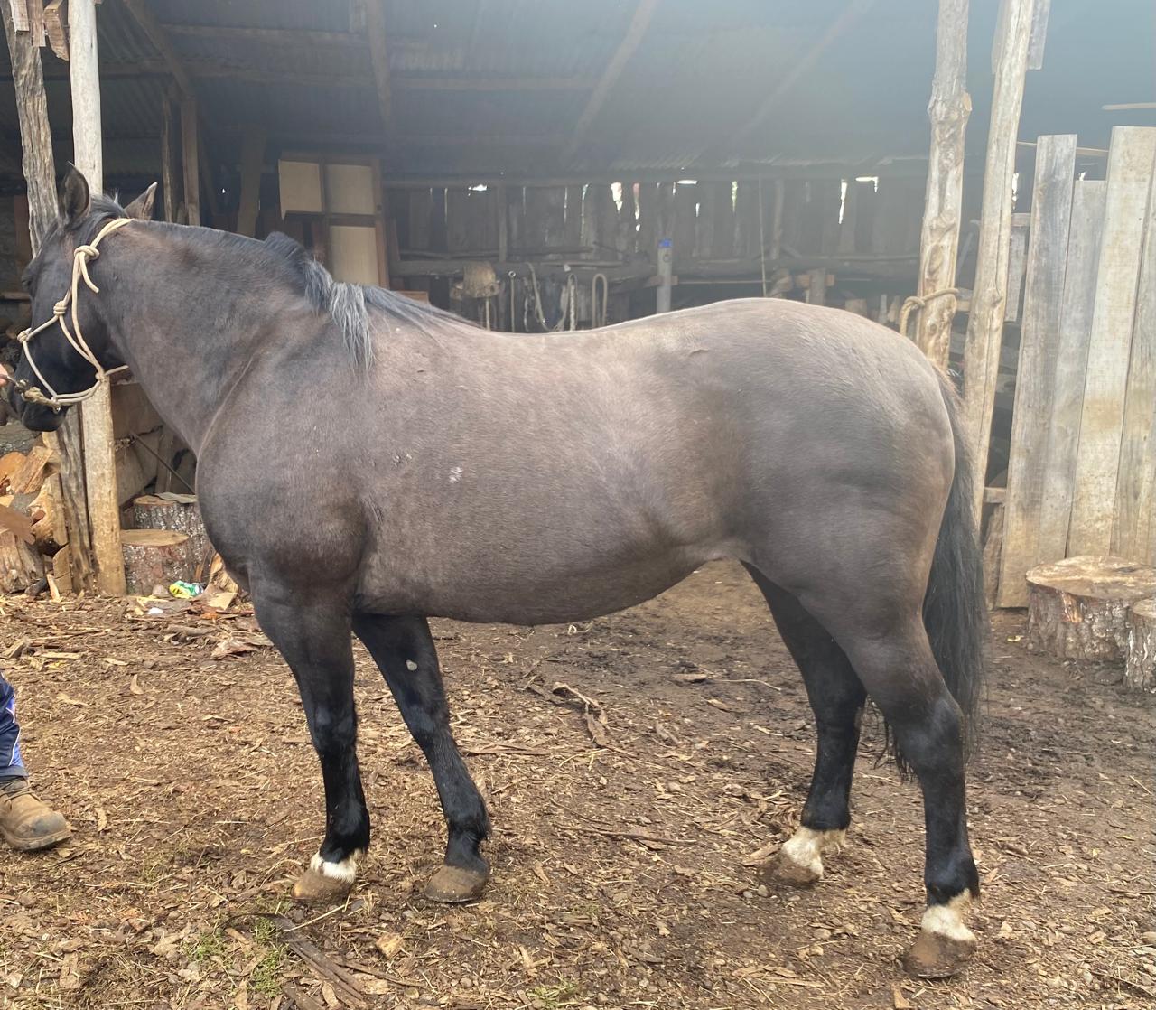 Vendo hermosa yegua 7A cuarto de milla/chileno.
