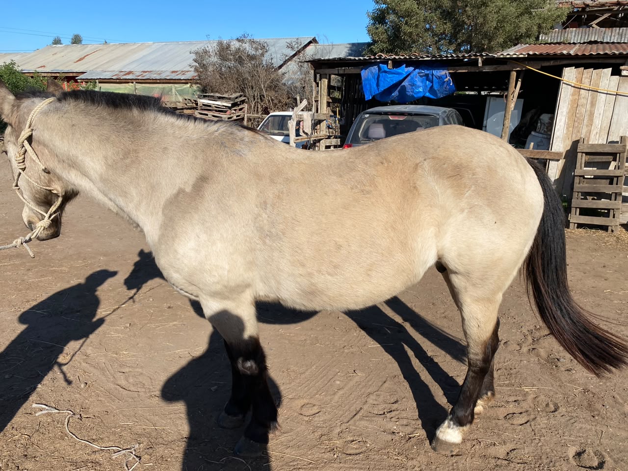 Vendo Yegua Corralera