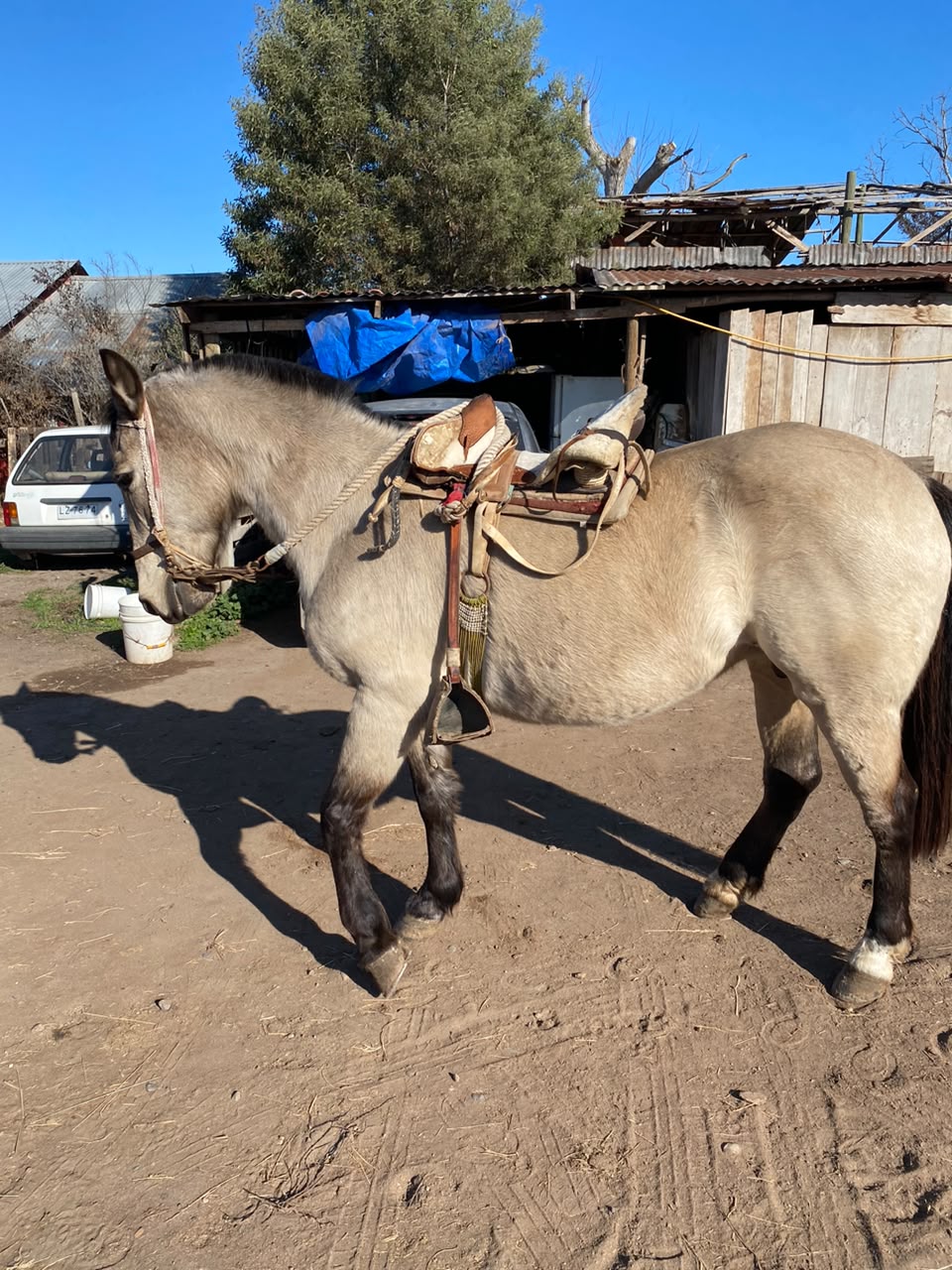 Vendo Yegua Corralera