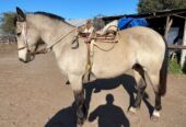 Vendo Yegua Corralera