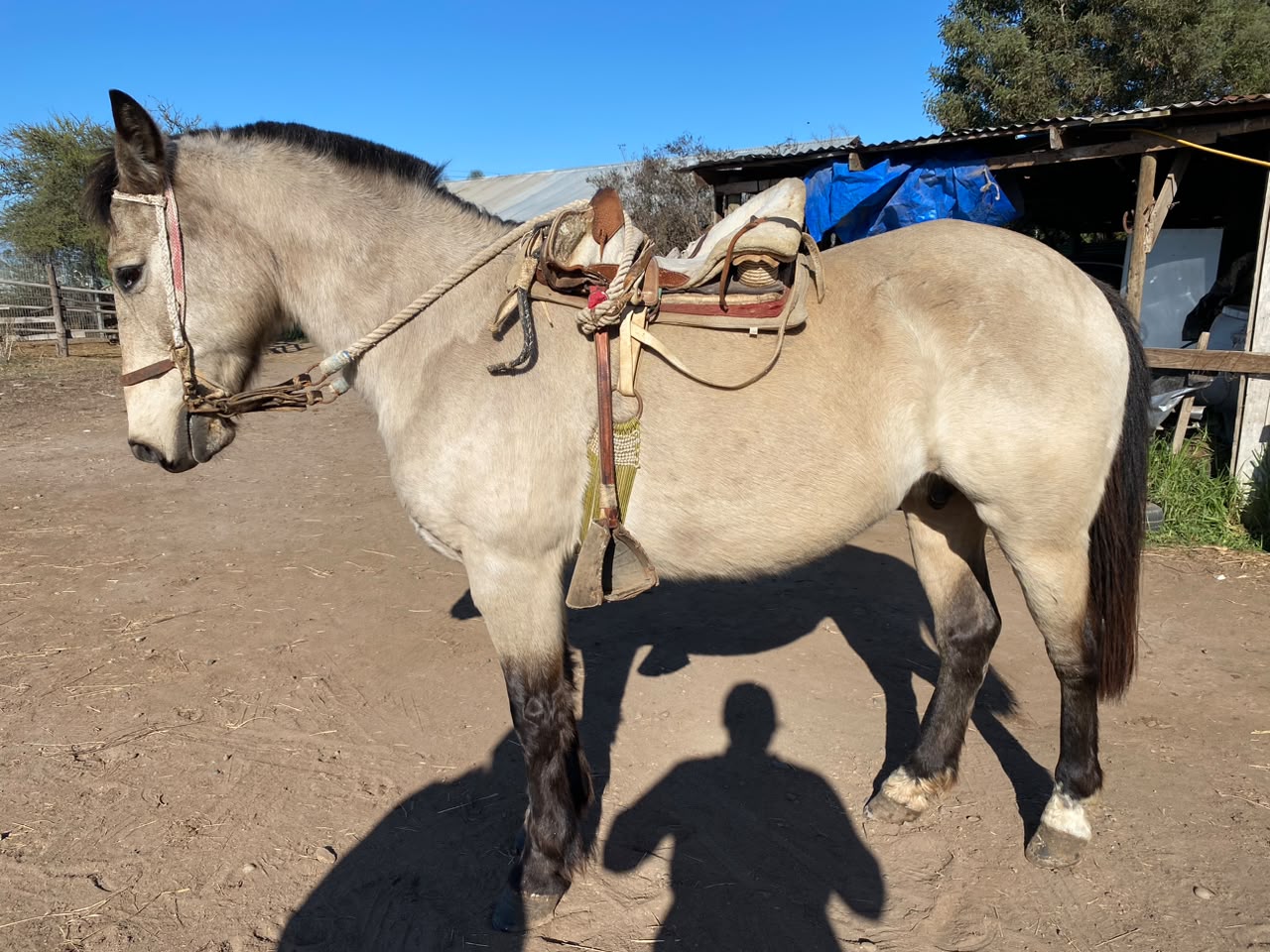 Vendo Yegua Corralera