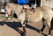 Vendo Yegua Corralera