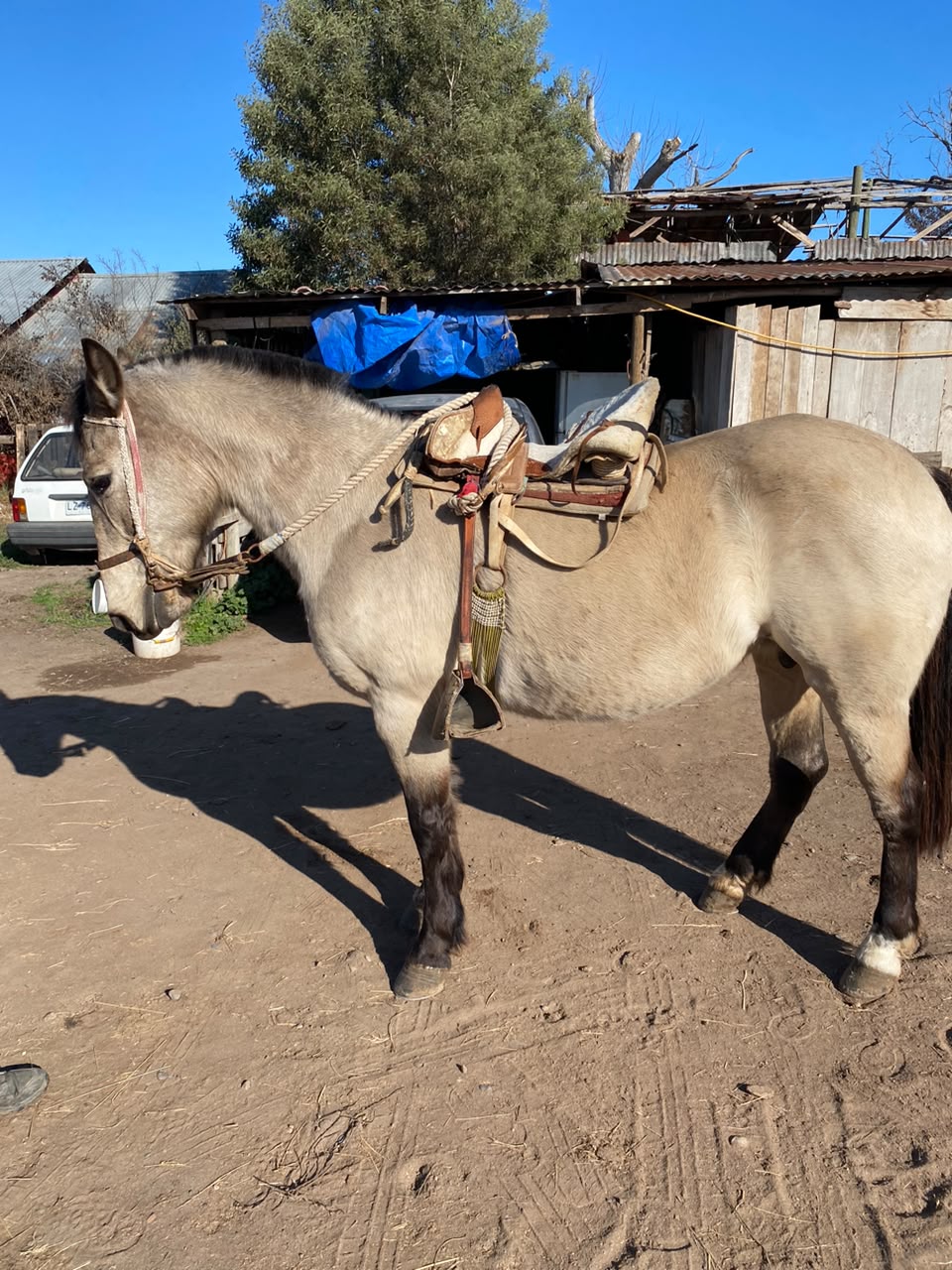 Vendo Yegua Corralera