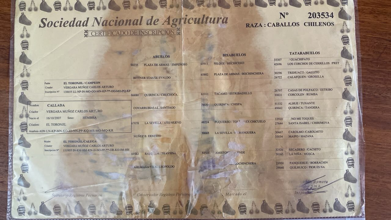 Vendo Yegua Corralera