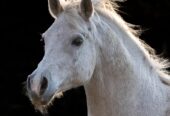 Vendo Caballo Manso para Niños