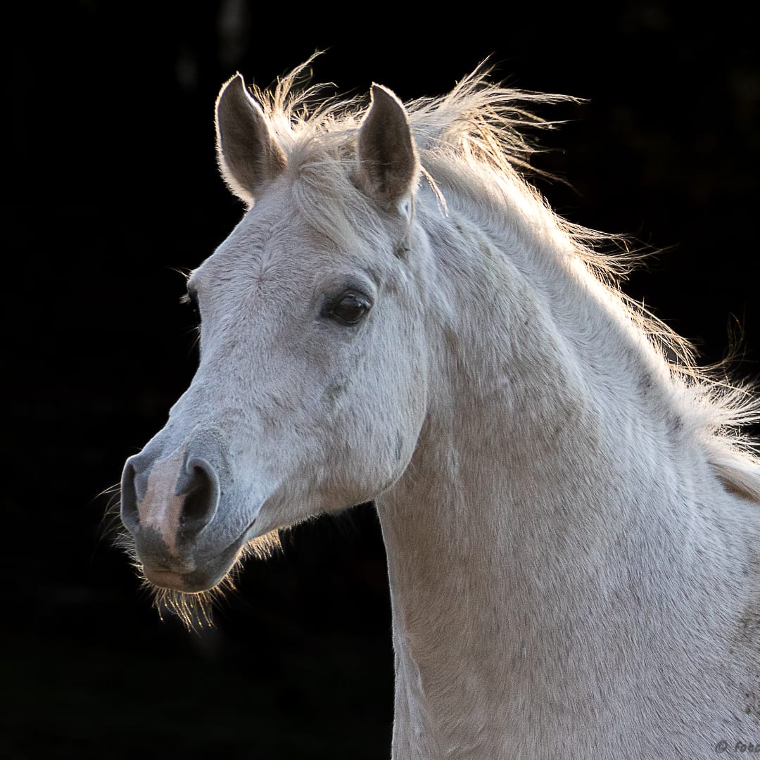Vendo Caballo Manso para Niños