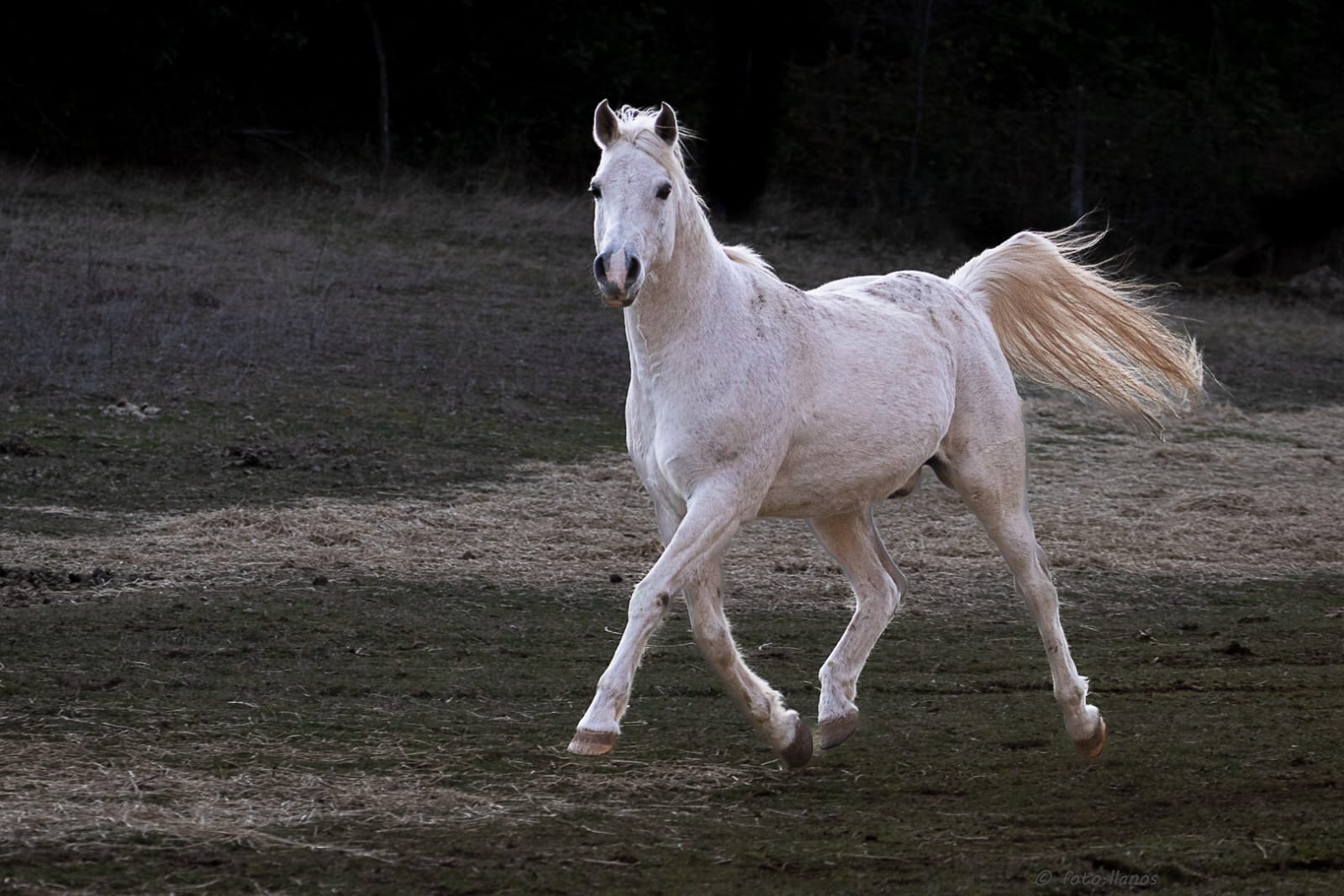 Vendo Caballo Manso para Niños