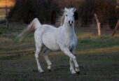Vendo Caballo Manso para Niños