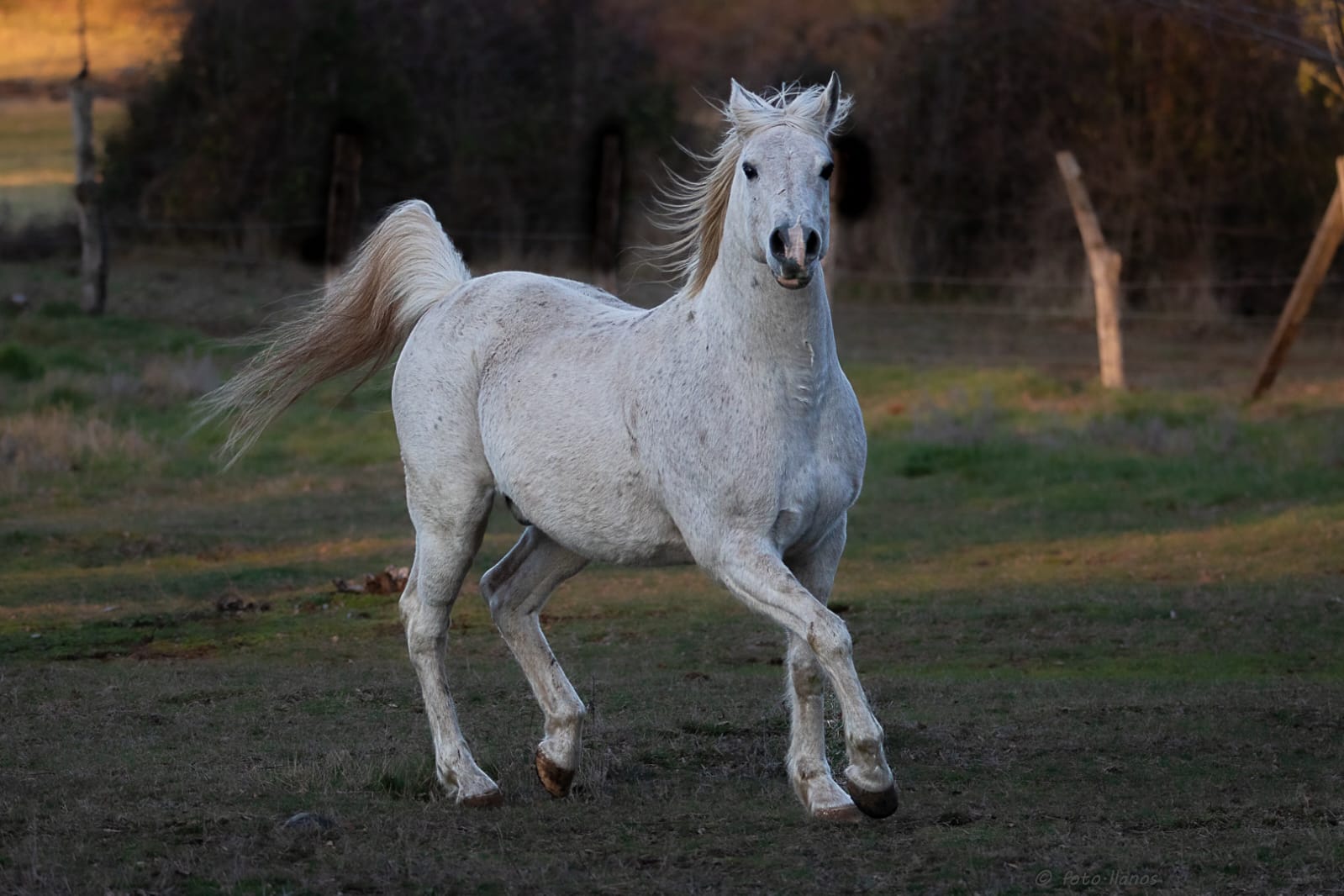 Vendo Caballo Manso para Niños