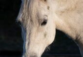 Vendo Caballo Manso para Niños