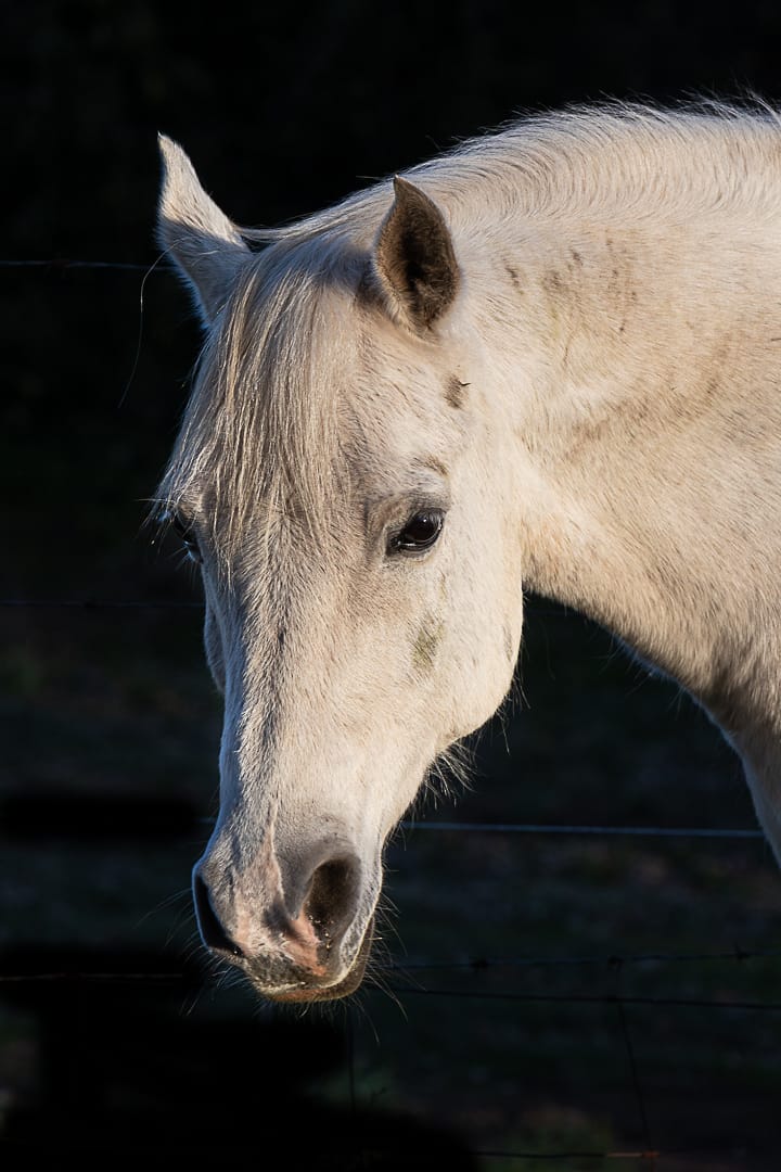 Vendo Caballo Manso para Niños