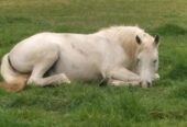 Vendo Caballo Manso para Niños