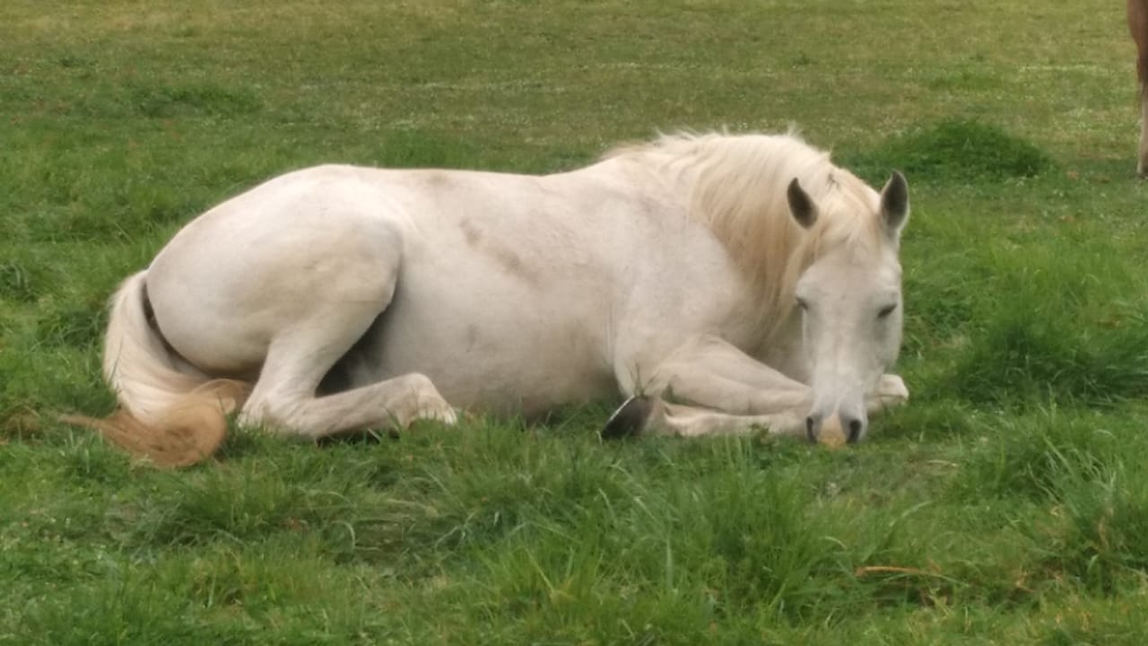 Vendo Caballo Manso para Niños